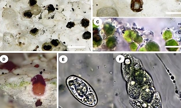 کشف مخرب ترین گلسنگ پنهانکار در تخت جمشید