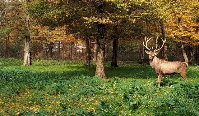 واگذاری جنگل هیرکانی قرق به شهرداری