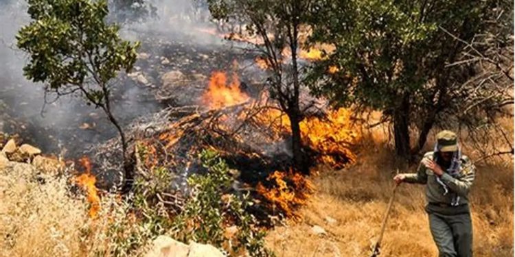 مجازات سه تا ۱۰ سال حبس برای عاملان آتش‌سوزی عمدی جنگل‌ها